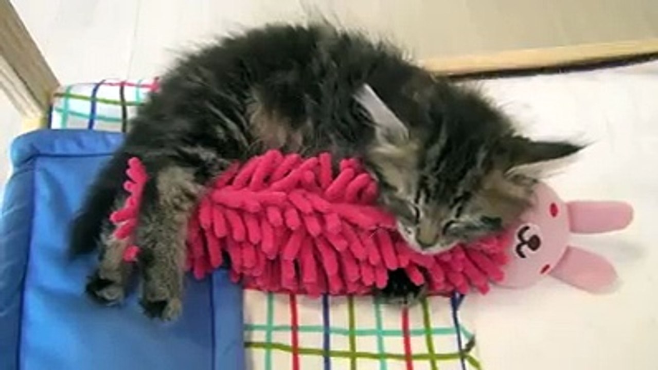 This kitten sleeping with his doll is cuter than anything you've seen before.