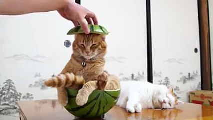 This must be the juiciest kitty ever-funniest cat videos