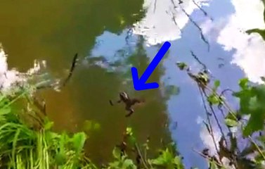 Su Üstünde Duran Kurbağa Timsaha Yem Oldu