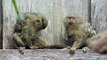 Pygmy Marmoset (Small Monkeys) Family - Rare animal