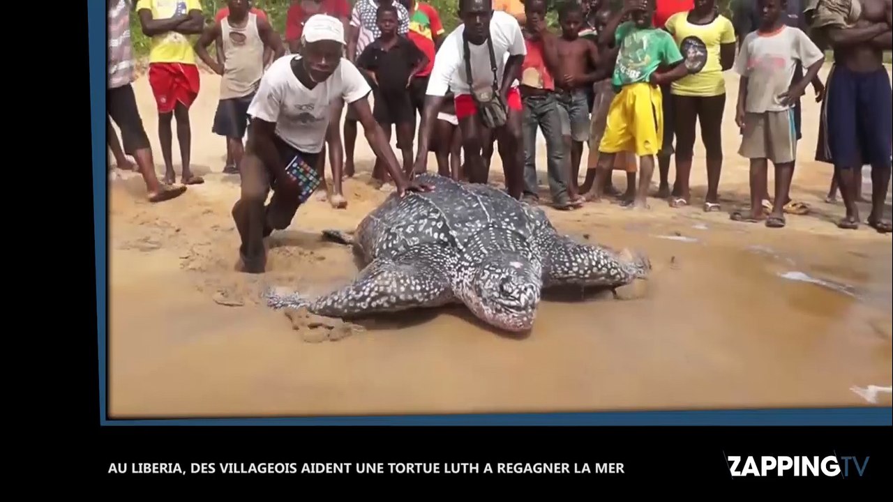 Aidée par des villageois au Libéria, une tortue luth regagne la mer, la séquence émouvante (vidéo)