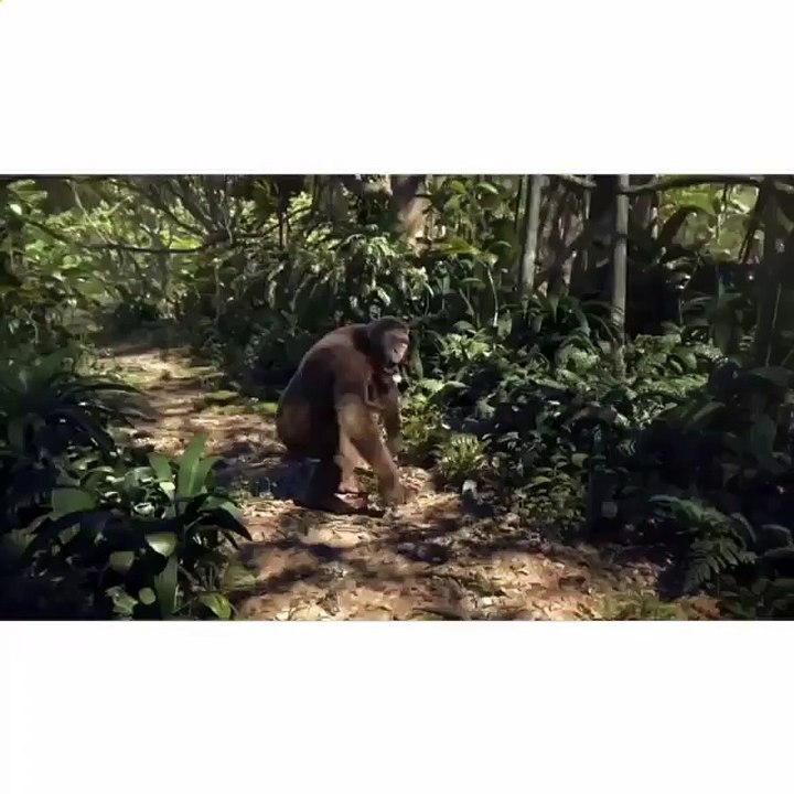 the monkeys paw