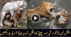 One Will Finish--Lion vs Tiger Only Real Action