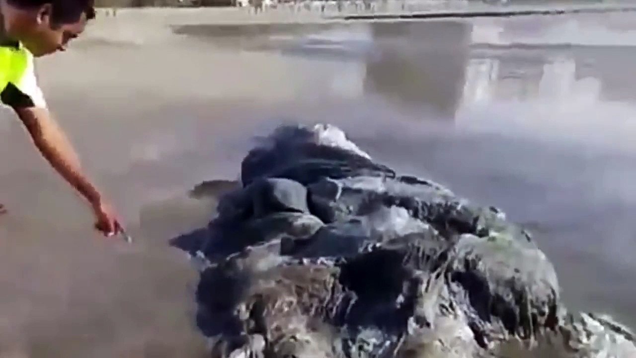 Une créature marine inconnue s'est échouée au Mexique