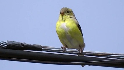 American Goldfinch  young male Chirping 1080p with Sony Cyber-shot DSC-HX300 on tripod