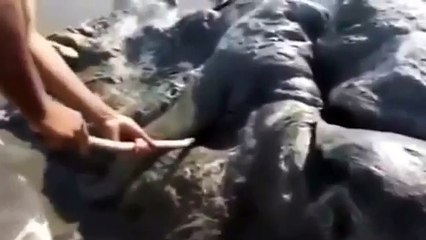 На пляж города Акапулько выбросило тело неизвестного существа