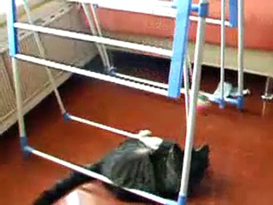CAT A BALL FIGHTER