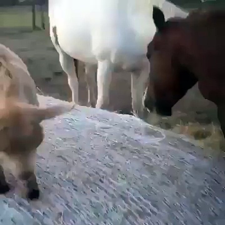 Best funny