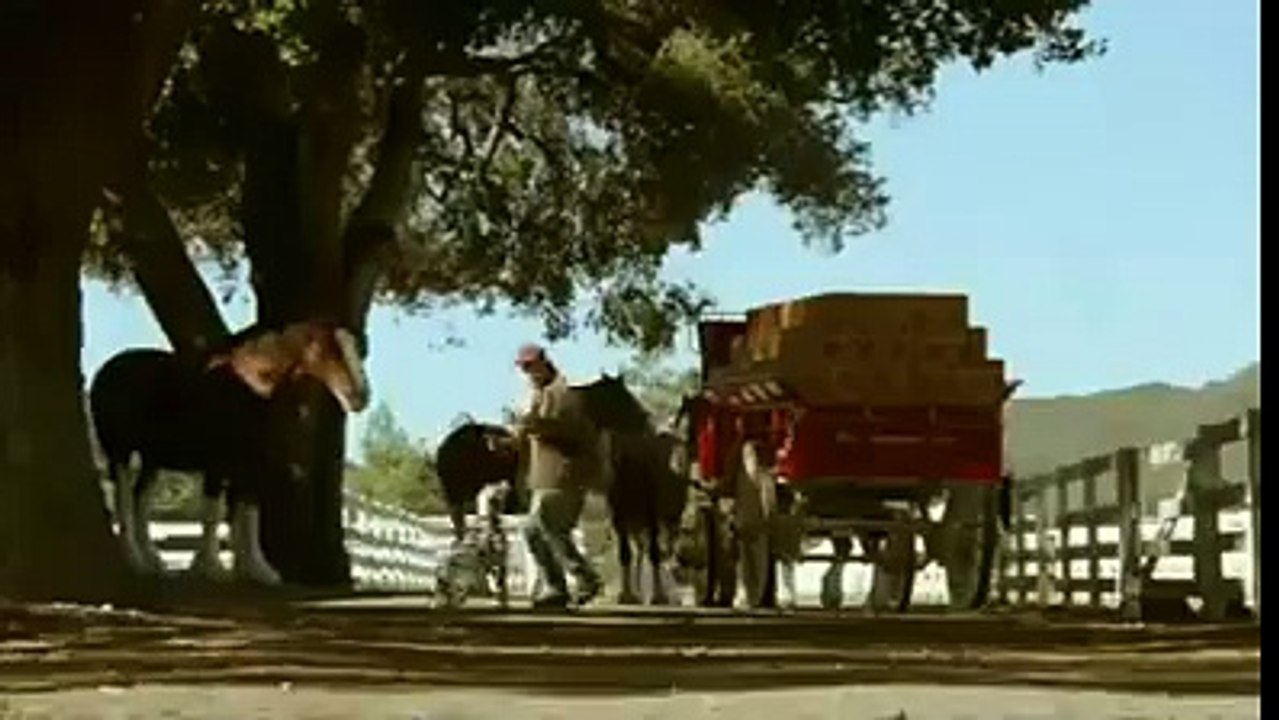 Funny horse