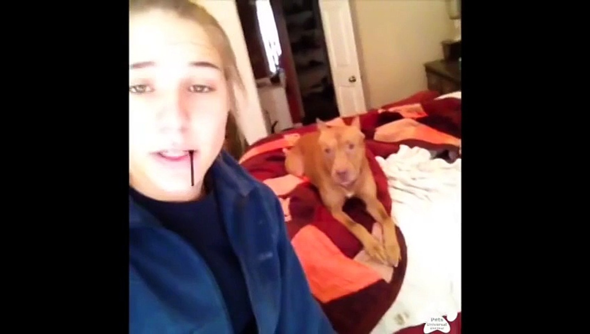 best pet videos 2016