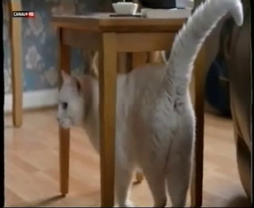 Gatos: Feromonas y territorio