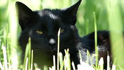 Best funny Black Cat in Grass prank