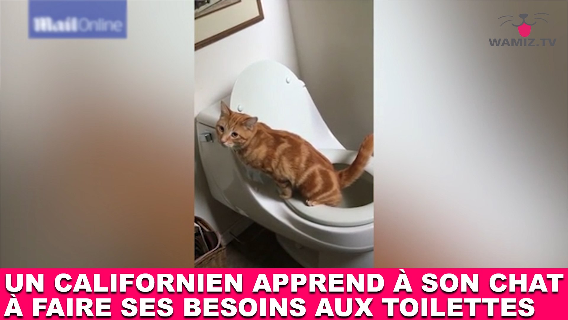 Un Californien Apprend A Son Chat A Faire Ses Besoins Aux Toilettes L Exploit Dans La Minute Chat 157 Video Dailymotion
