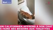 Un californien apprend à son chat à faire ses besoins aux toilettes! L'exploit dans la minute chat #157