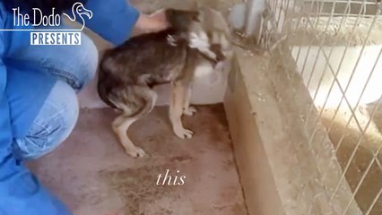 Cette chienne vivait l’enfer. Comment cette femme a changé sa vie ?