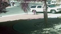 Hero Cat Saves Boy from Vicious Dog Attack [VIDEO]