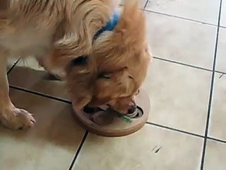 Doggy Brain, juguete de inteligencia para perros