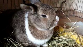 Herzkrankes Kaninchen