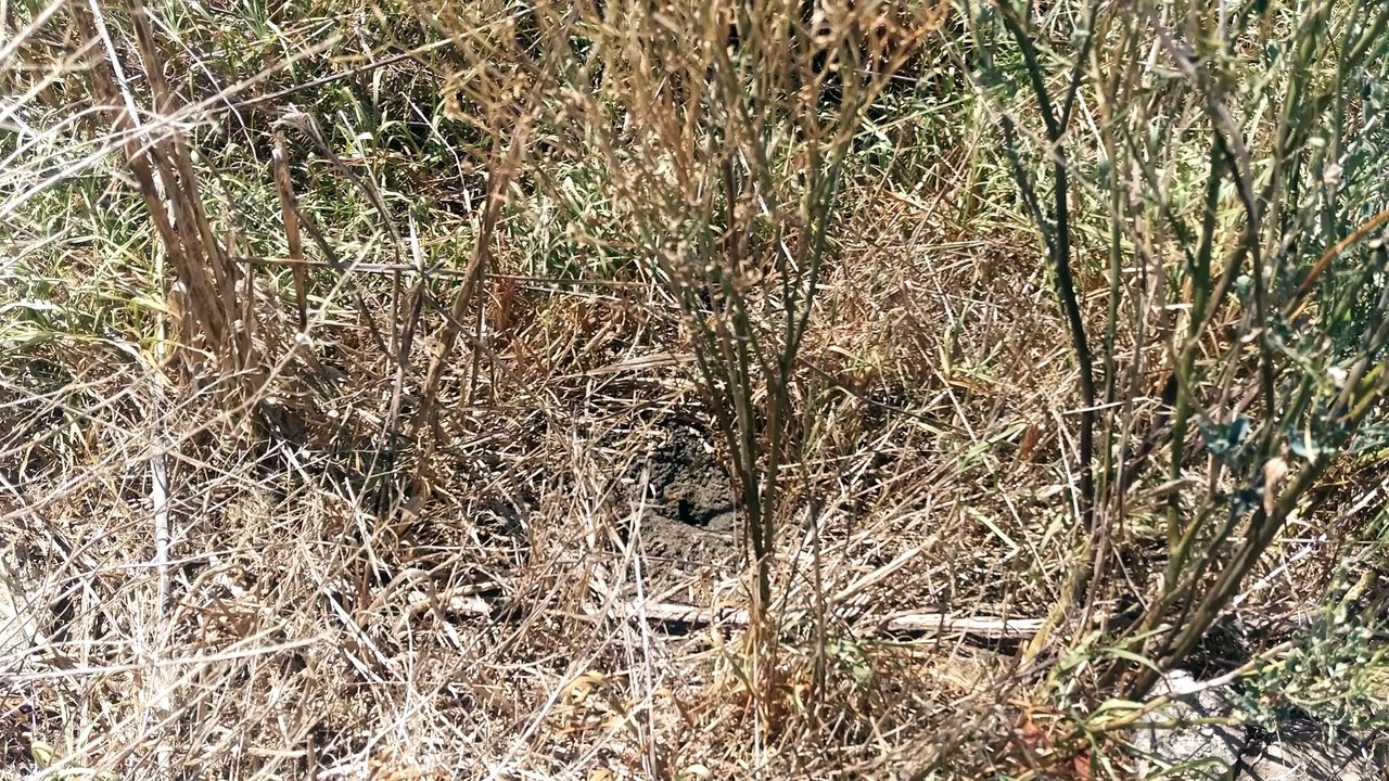 How can you eradicate wasp’s nest from your yard