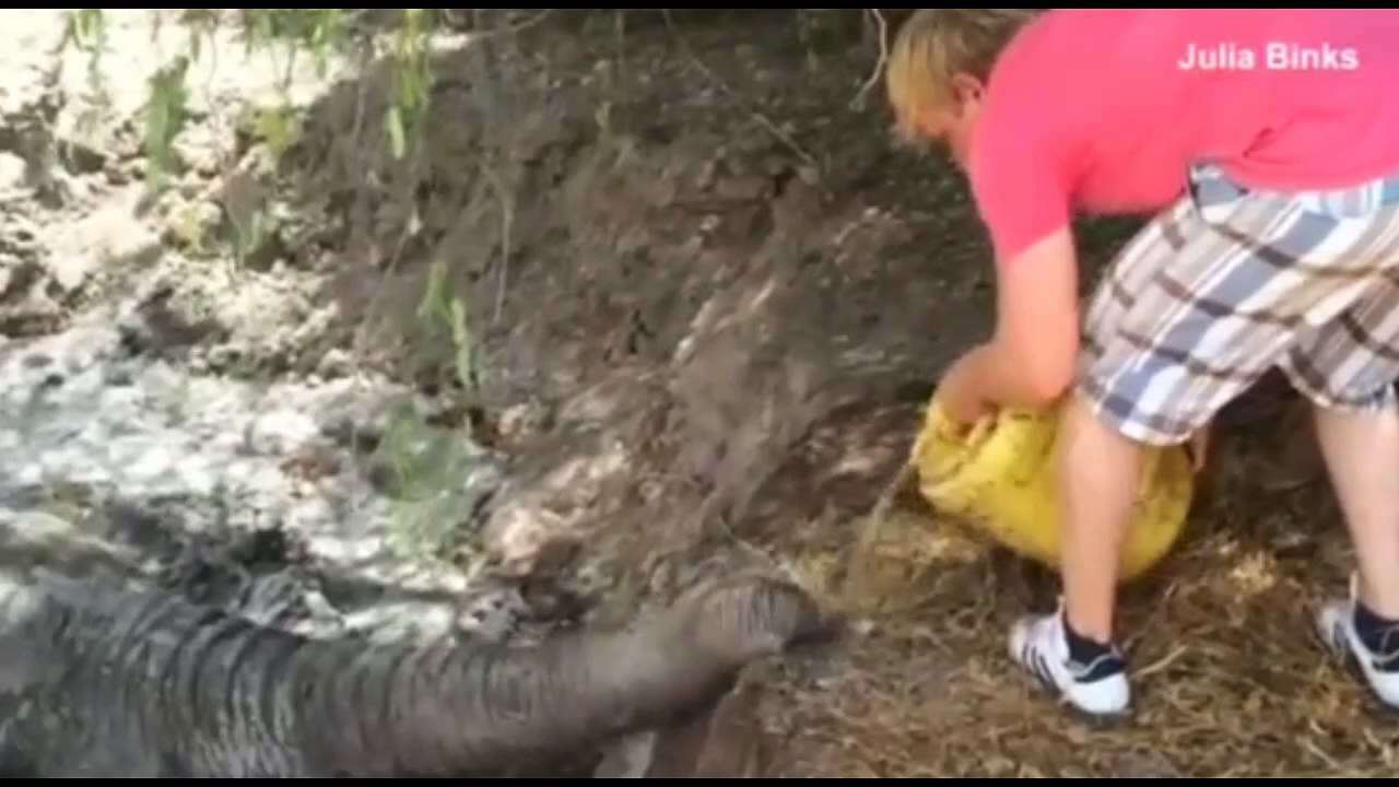 Elefant aus schlammloch gerettet mit drei Autos und 20 Mann