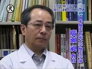 トリビアの種「散歩中、主人が謎の秘密組織に車で連れ去られた時、アジトまで助けにくる雑種犬は100匹中？？？匹」