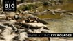 Everlasting Everglades (Time Lapse - 4k)