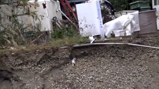 Кошка спасает своего котенка