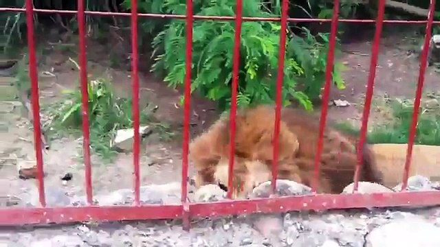 Поцелуй льва своей спасительнице