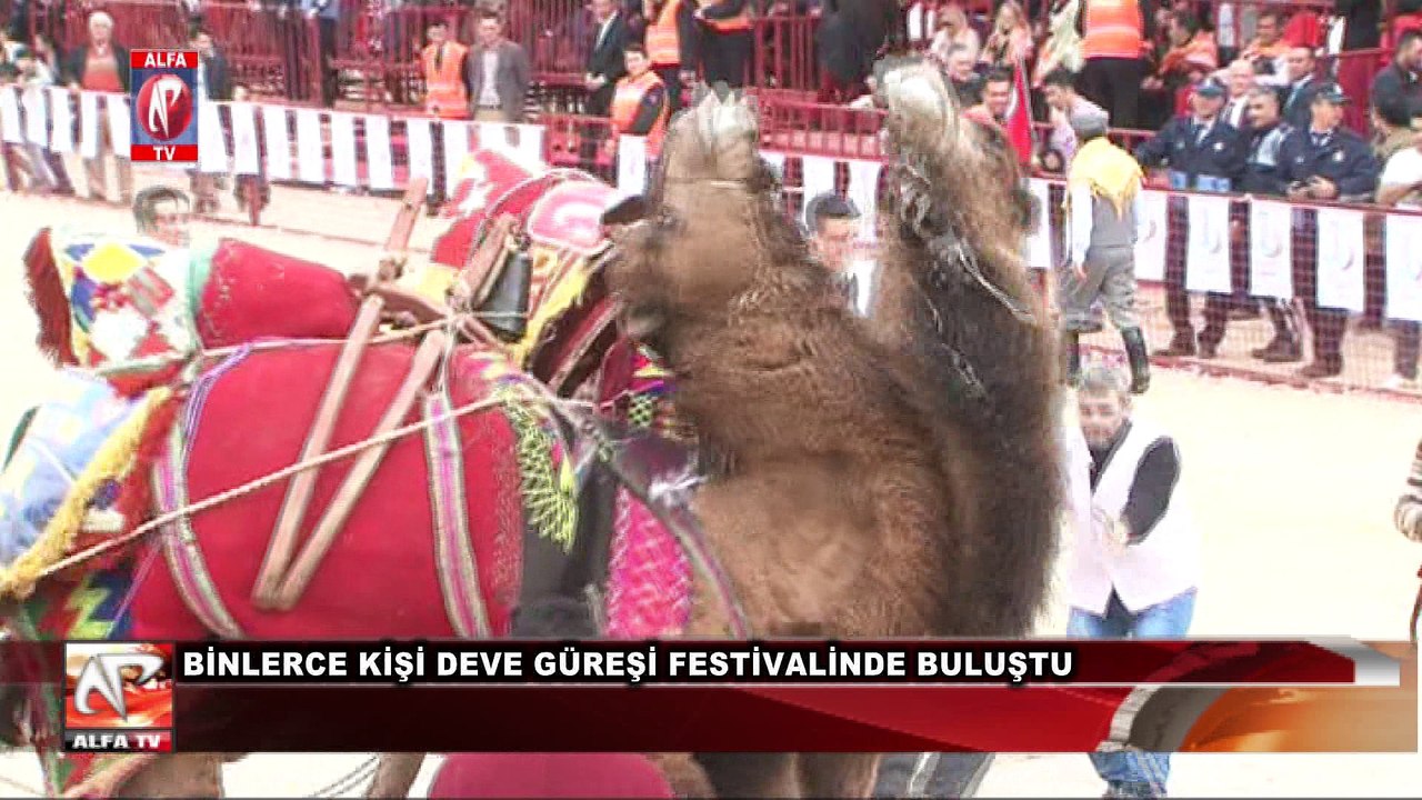 Binlerce Kişi Deve Güreşi Festivalinde Buluştu