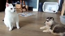 Two puppies really test the patience of this cat.