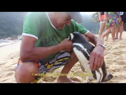Penguin Returns Every Year to Visit Man Who Saved Him