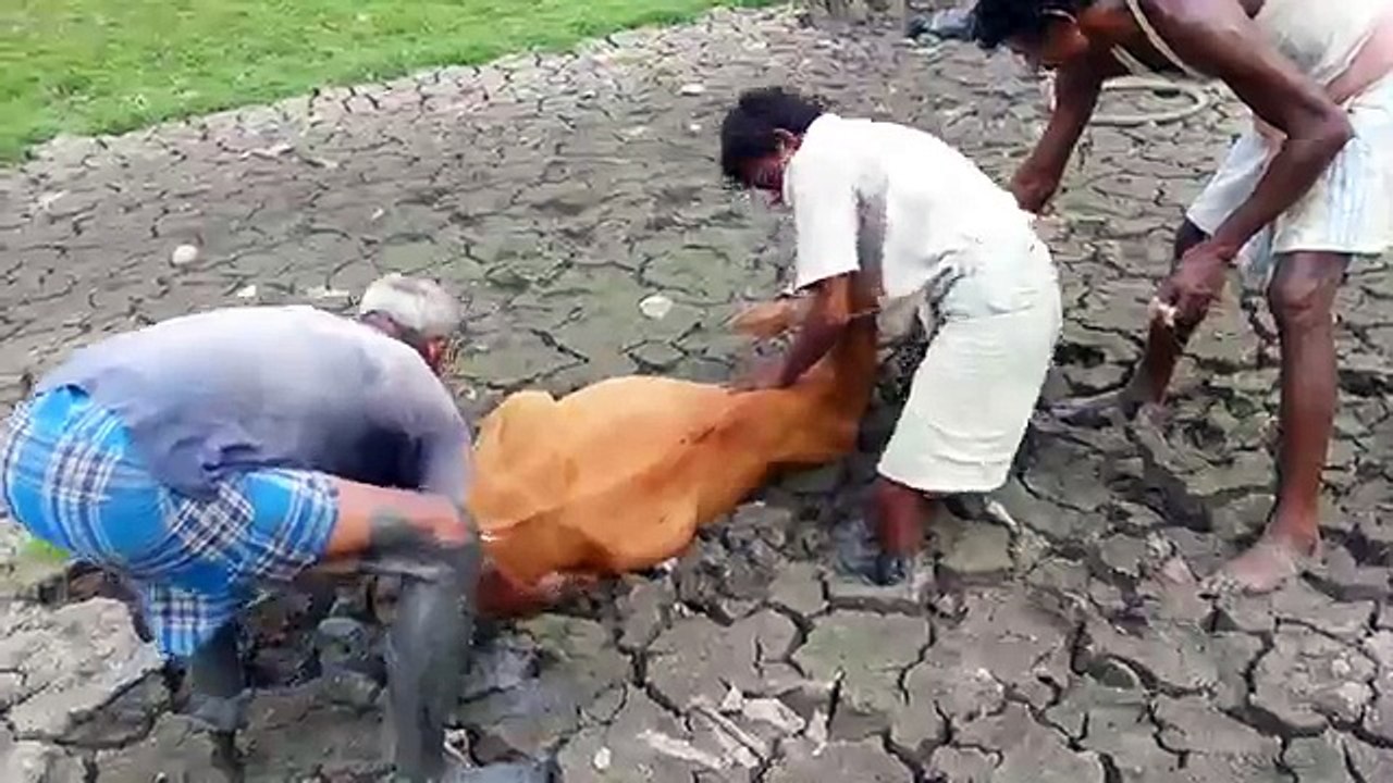 Bengali Videos -
