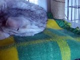 Luna - srebrzysta kocia księżniczka ze Schroniska dla Bezdomnych Zwierząt w Kaliszu