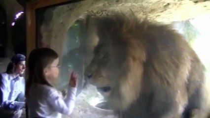 Watch-Little-girl-blows-lion-a-kiss-at-the-zoo