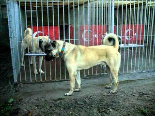 BELCIKALI TAKOZ DUNYAYI SALLIYOR