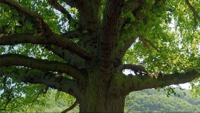 Je perds du poids - Séance d'hypnose