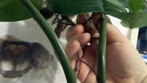 Goliath Stick Insects - Eurycnema goliath - in captivity