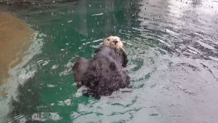 Une loutre prend sa doucge sous la pluie comme une grande dans son Aquarium!