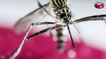 Test Of Zika-Fighting Genetically Altered Mosquitoes Gets Tentative FDA Approval
