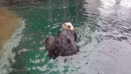 Otter Cleaning Itself on a Rainy Day at the Seattle Aquarium