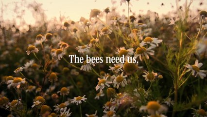 Download Video: Les céréales Cheerios au secours des abeilles dans le monde ! Emouvant...