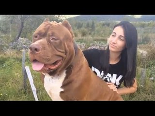 The Biggest Pitbull on Earth!