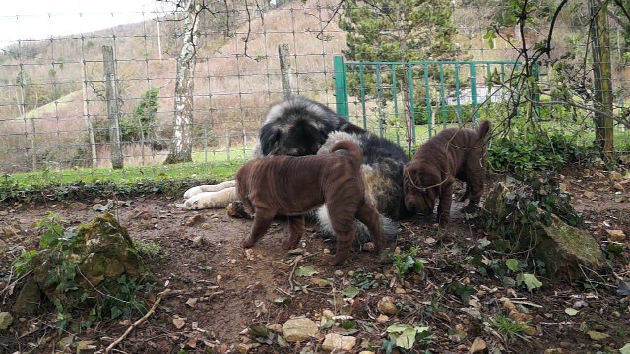 Shar Pei du Bois de l'Altaïr et les Berger du Caucase (002)