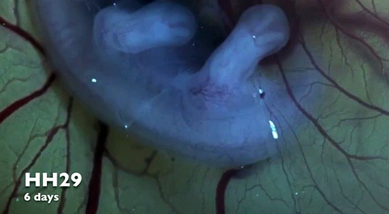 Científicos hacen crecer patas de dinosaurio en un pollo