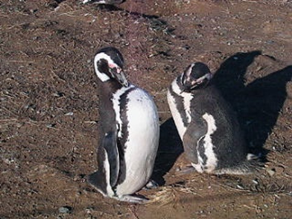 Pingouins