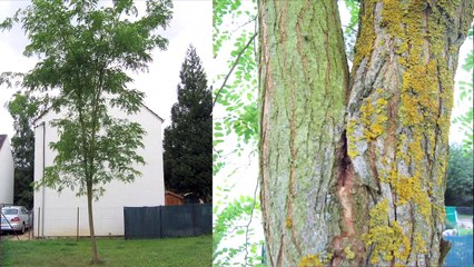 La taille des fourches à écorces incluses