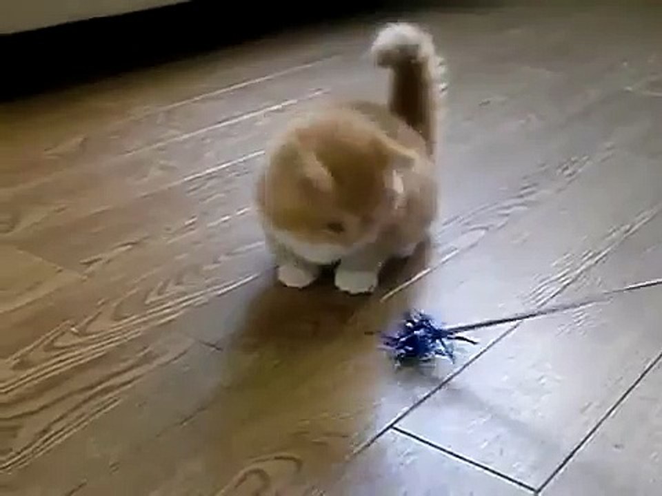 Cette boule de poils joueuse