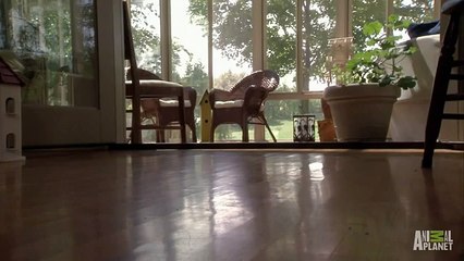 Une colonie de chatons