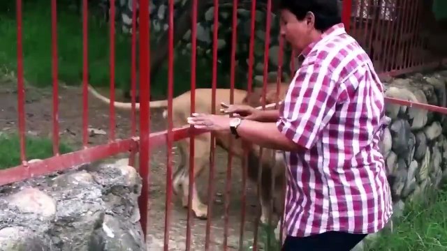 Une femme demande un câlin à un très gros lion