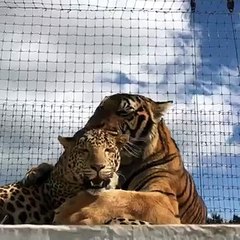 These Tiger And Jaguar Are Inseparable And Love Each Other More Than Words Can Describe…